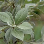 Pyrus nivalis 'Catalia' 10-12 cm 35L 240 cm stam dakvorm 120
