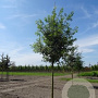 Quercus robur 40-60 cm wortelgoed struik