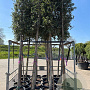 Quercus suber 14-16 HO container 125 cm stam LEIVORM