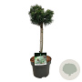 Pinus mugo 'Green Pearl' 40 cm stam 5,0L