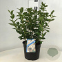 Viburnum tinus 30-40 cm 3,0L