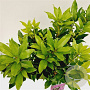 Rhododendron ponticum 40-50 cm 15L