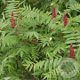 Rhus glabra 'Laciniata' 125-150 cm 35L solitair