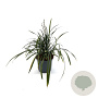 Liriope muscari 'Big Blue' 20-25 cm 2,0L