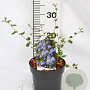 Ceanothus 'Burkwoodii' 30-40 cm 3,0L