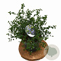 Ceanothus thyrsiflorus repens 25-40 cm 3,0L