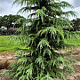 Cedrus deodara 275-300 cm draadkluit