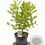 Cephalanthus occidentalis 40-60 cm 5,0L