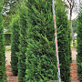 Cupressocyparis l. 'Tweeduizendéén' 275-300 cm draadkluit