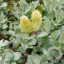 Salix repens nitida 40-60 cm wortelgoed struik