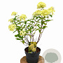 Hydrangea pan. 'Limelight' 40-50 cm 3,0L