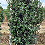 Ilex aquipernyi Dragon Lady 160-180 cm draadkluit