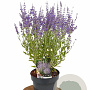 Perovskia atripl. 'Prime Time' 40-50 cm 3,0L