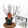 Physocarpus opulif. Diable d'Or 30-50 cm 3,0L