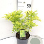 Sambucus nigra Golden Tower 30-40 cm 3,0L