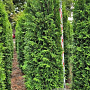 Thuja occ. 'Brabant' 250-275 cm draadkluit extra