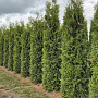 Thuja occ. 'Brabant' 275-300 cm draadkluit