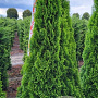 Thuja occ. 'Smaragd' 175-200 cm draadkluit extra