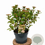 Viburnum tin. 'Eve Price' 40-50 cm 5,0L