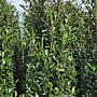 Prunus l. Elly 250-275 cm draadkluit extra