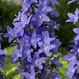 Campanula pyramidalis GM P9