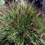 Pennisetum al. 'Black Beauty' GM  P11