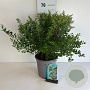 Spiraea vanhouttei 50-60 cm 6,5L