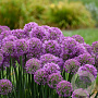Allium 'Serendipity' GM P9