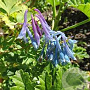 Corydalis elata GM P9