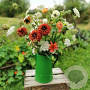 Op de vaas (plukbloemen mix) Innogreen 100 gram