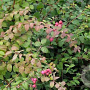 Symphoricarpos chenaultii 40-60 cm wortelgoed struik