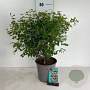 Symphoricarpos d. 'Mother of Pearl' 60-80 cm 6,5L