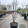 Acer griseum 200-250 cm 50L meerstammig