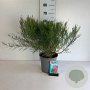 Tamarix tetrandra 60-80 cm 6,5L