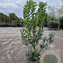 Arbutus unedo 80-90 cm 10L