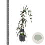 Cedrus deod. 'Pendula' 50-60 cm 3,0L