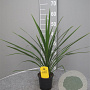 Cordyline australis 40-50 cm C1.2