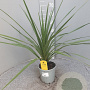 Cordyline australis 80 cm P17
