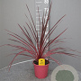 Cordyline aus. Charlie Boy 80 cm P17