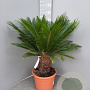 Cycas revoluta 80 cm 30L