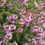 Erica carn. 'James Backhouse' 10-12 cm P10,5