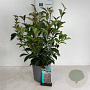 Viburnum bodn. 'Dawn' 60-80 cm 6,5L