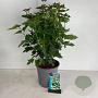 Viburnum opulus 60-80 cm 6,5L