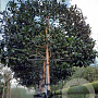 Ilex 'Nellie R. Stevens' 180 cm stam container 20-25 lei 150x120