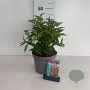Weigela 'Bristol Ruby' 40-50 cm 35L