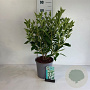 Weigela 'Candida' 50-60 cm 6,5L