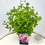 Weigela 'Rosea' 40-60 cm wortelgoed struik