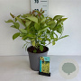 Cornus alba 'Aurea' 60-80 cm 6,5L