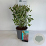Cornus alba Miracle 60-80 cm 6,5L