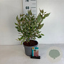 Cornus alba Miracle 60-80 cm 35L